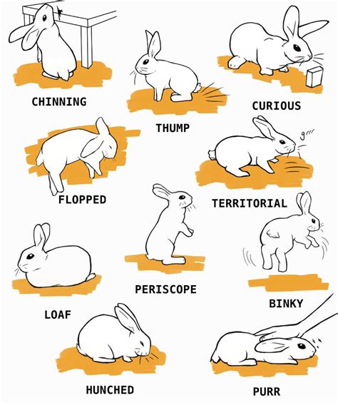 Rabbit Care The Complete Guide Pet Bunny Rabbits Pet Rabbit Care
