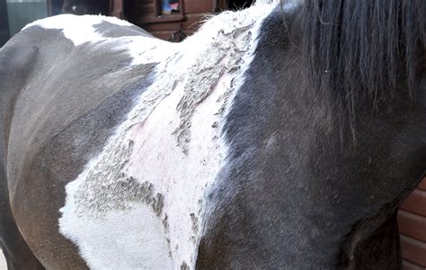 Help Your Horse With Summer Skin Problems Handh Vip Horse And Hound