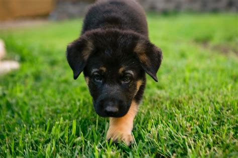 German Shepherd Puppies Dogs Wallpaper Pictures Of Animals 2016