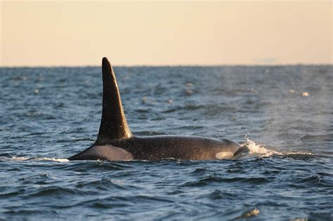 Orcas Whale Found Dead Off British Columbia Coast Sixth To Die This