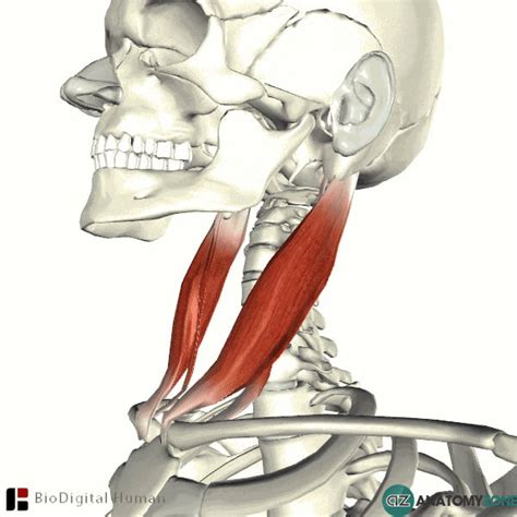 Sternocleidomastoid Muscle Because You Needed To Know Gag