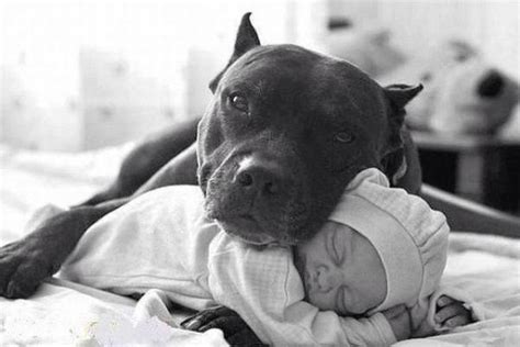 Pit Bull Terriers As Nanny Dogs