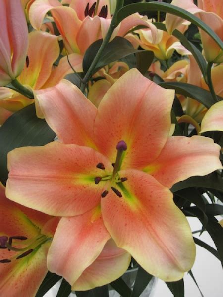 Buy Lily Bulbs Zelmira Oriental Trumpet Lilies Lily Bulbs Gold