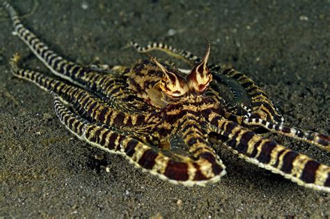 The Mind Of A Mimic Octopus Underwater360