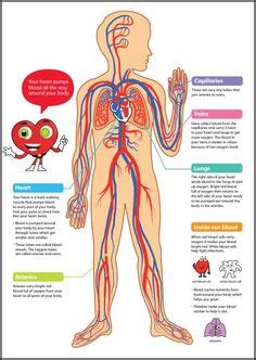 16 Respiratory & circulatory system ideas | circulatory system, system