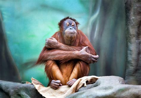 Download Primate Monkey Animal Orangutan 4k Ultra Hd Wallpaper