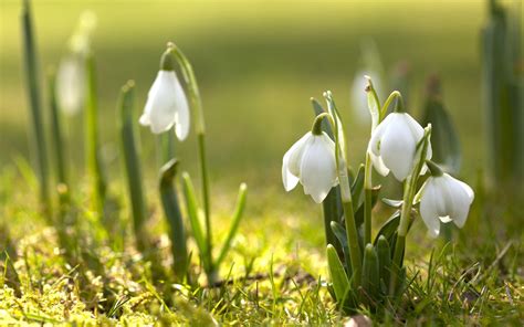 Spring Nature Snowdrops White Flowers Wallpapers Hd Desktop And