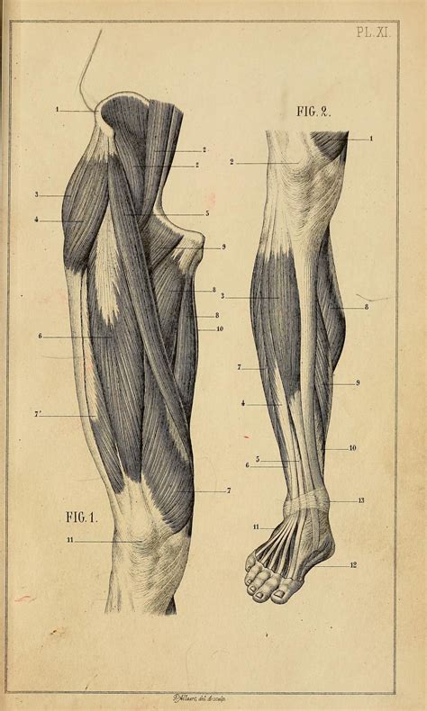 Manuel Danatomie Artistique By Jules Morel 1876 Human Anatomy