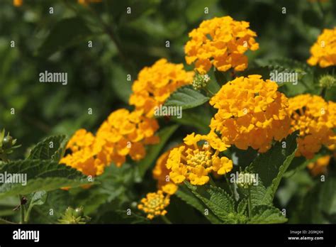 Yellow Lantana Camara Flowers In Bright Sun Stock Photo Alamy