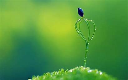Macro Nature Amazing Wallpapers Cool Backgrounds Background
