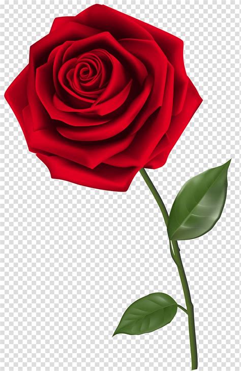 Check spelling or type a new query. Mawar, Tunggal Mawar Merah, mawar merah png | AnyPNG