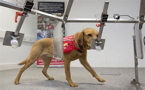 But before we delve into this cancer deeply, it is important for us to understand how the prostate gland functions in dogs. Dogs Can Detect Prostate Cancer · Guardian Liberty Voice