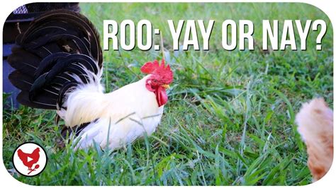 Cats won't tell you that they are starting to feel sick, or that maybe i should see the vet, or hey i might have cancer and you can save me if you treat it right now. CHICKEN CHAT: HOW TO TELL IF YOU HAVE A ROOSTER - YouTube