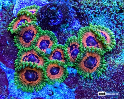 Minimix Of Aquatic Arts Zoanthid Collection Reef Builders The