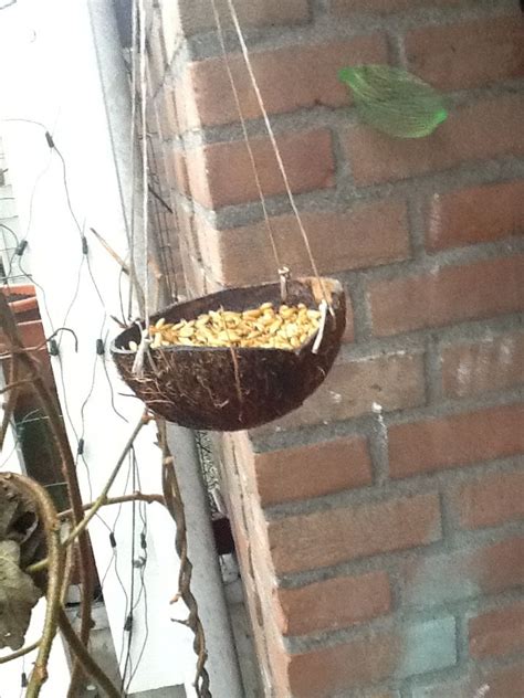 It appears that a block of it won't last long enough to get rancid like suet does. Coconut bird food bowl... DIY bird feeder | Diy bird ...