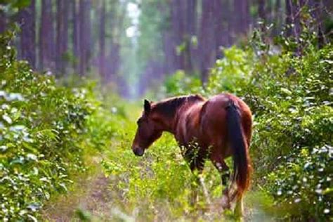 warhorses  abaco horse offers life   horse nation