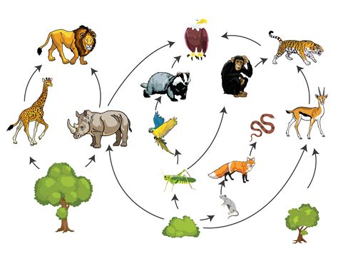Food Chain And Food Web Examples