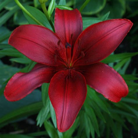 Deep Red Lily Beautiful Flowers Most Beautiful Flowers Red Lily