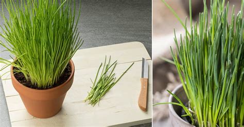 It would be great to have flowers that bloom all year and i have found some that do. Growing Chives Indoors Year-Round | Balcony Garden Web