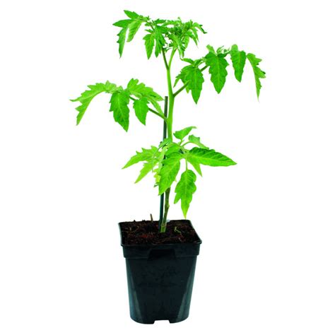 Plant de tomate greffée Maestria F H cm pot de L
