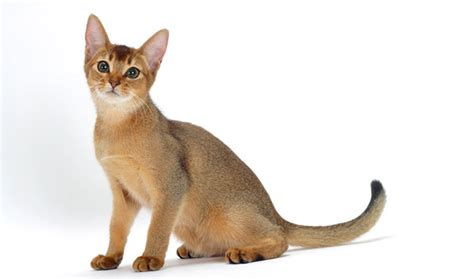 Bambino sphynx kittens for sale are a new breed of small cats created by breeding the description: Abyssinian Cat Breed Information