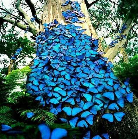 Idea By Kathy Thornton On Beautiful Blue Morpho Butterfly Beautiful