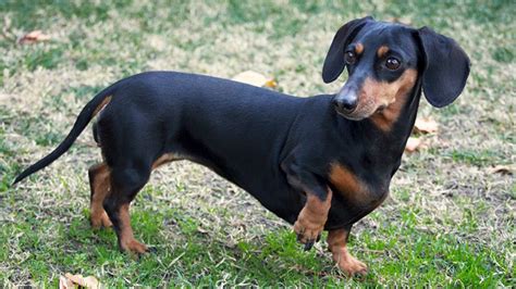 Dachshund Breed Information Our Deer