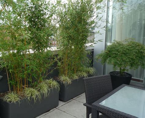 Many bamboo types make perfect privacy screens, hedges, and ornamental landscapes that are other plants find hard to mimic, as long as you keep some important things in mind with regard to maintenance and containment. ...bamboo containers for a patio screen and under ...