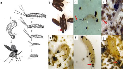 Laboratory Colonization And Mass Rearing Of Phlebotomine Sand Flies Diptera Psychodidae