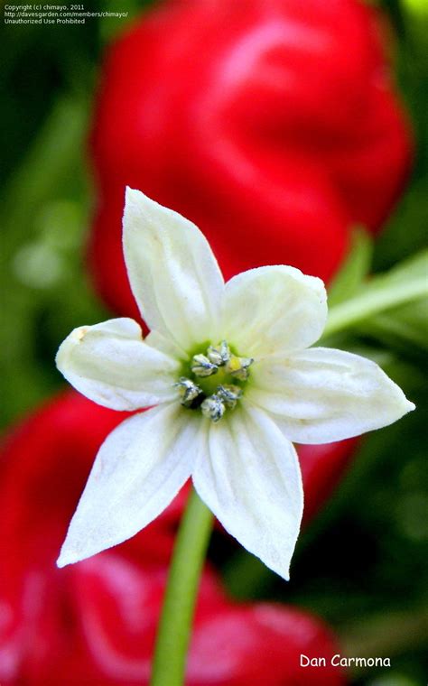 PlantFiles Pictures: Hot Pepper 'Red Peter' (Capsicum ...