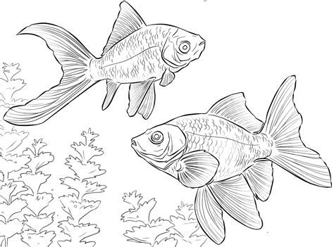 Elegante Disegno Da Colorare Pesce Rosso Migliori Pagine Da Colorare