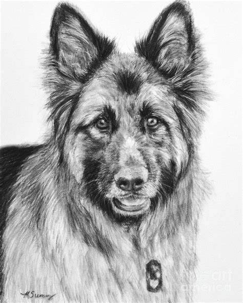 Drawing Of A Long Haired German Shepherd Drawing By Kate Sumners Pixels