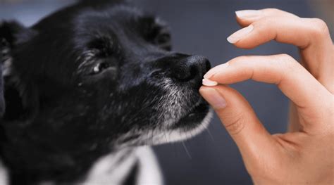 What Is Aspirin Used For In Dogs
