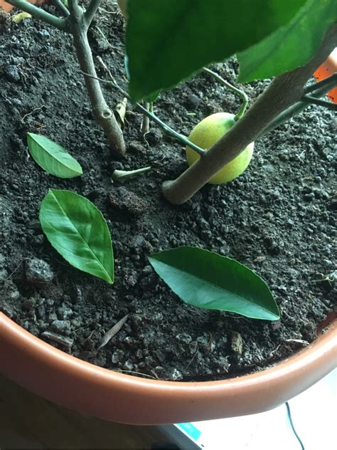 When life gives you lemons, grow a tree! houseplants - Lemon tree drops its leaves - Gardening ...