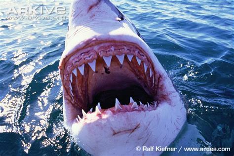Anguineus' first pair of gills go all the way across. Three interesting facts about the great white shark: 1) G...