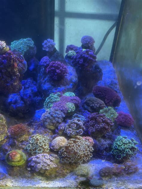 Build Thread Big Kahuna Aqueon 210 Gallon Reef With 60 Gallon
