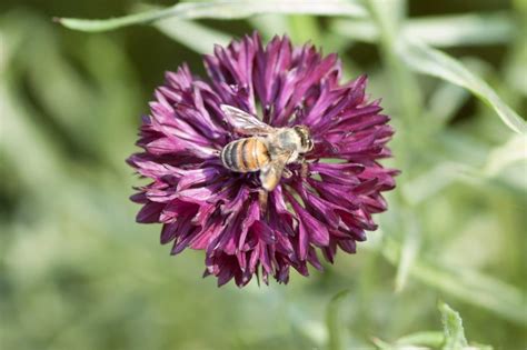 Five Plants to Attract Honey Bees