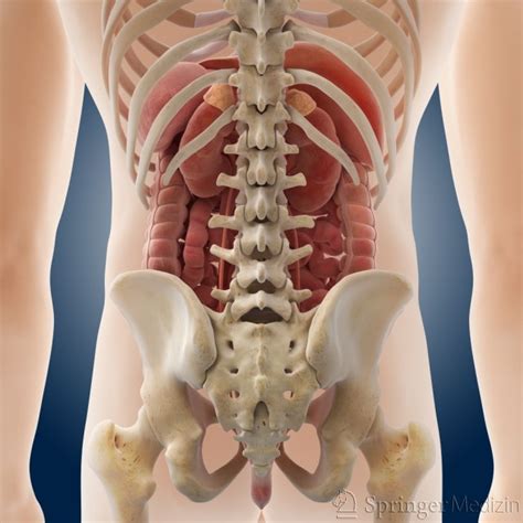 Wahre schönheit kommt von innen und hat viel mit einer gesunden ernährung zu tun. Aufbau des Bauches | körperliche Untersuchung Abdomen ...