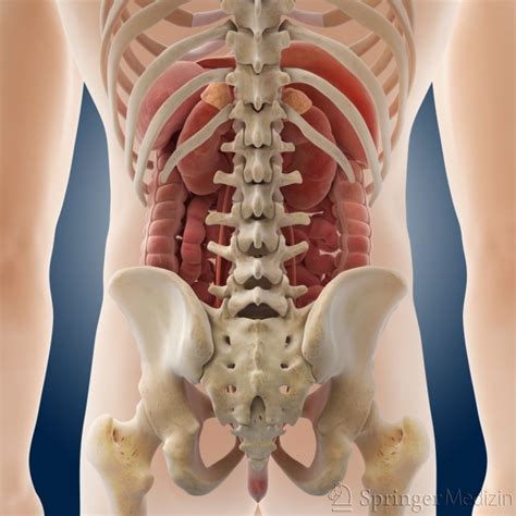 Die häufigste form ist das endometriumkarzinom. Aufbau des Bauches | körperliche Untersuchung Abdomen ...