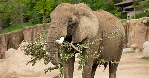 What do african bush elephants eat? African (Bush) Elephant - The Beast Guide