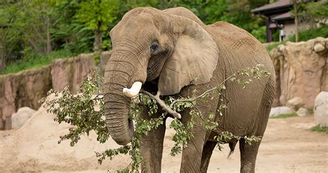 How much does an african elephant weigh? African (Bush) Elephant - The Beast Guide