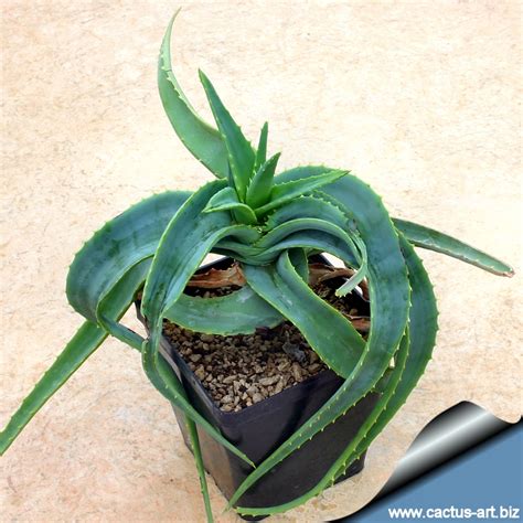 Blooming beautifully in spring.grow in most us climates, even freezing temps. Alöe richaudii
