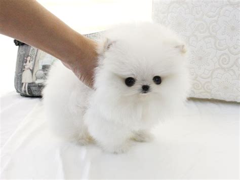 Join facebook to connect with boutique teacup puppies and others you may know. Boutique Teacup Puppies Store | Princess puppies, Puppies, Puppy store