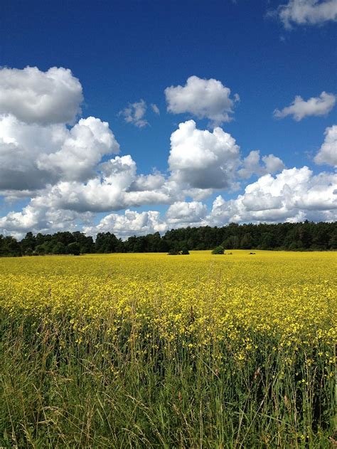 Hd Wallpaper Summer Sweden Yellow Fields Canola Blue Sky Himmel