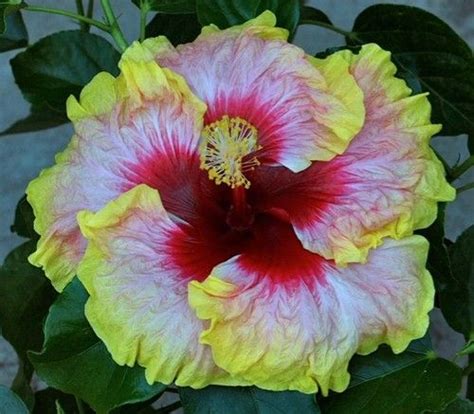 How do you winterize hibiscus plants? SIMPLE PLEASURES Tropical Hibiscus -- Plant in 4.5" pot ...
