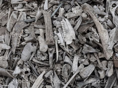 Pile Of Animal Bones Stock Photo Download Image Now 2015 Aging
