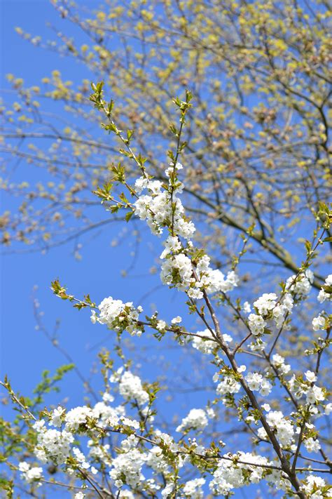 Free Images Tree Nature Branch Blossom Sky White Sunlight