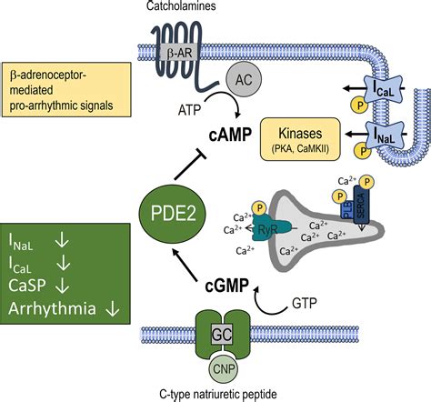 CNP Promotes Antiarrhythmic Effects via Phosphodiesterase 2