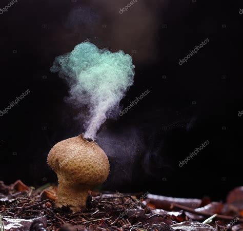 Puffball Fungus Spores — Stock Photo © Xload 87379892