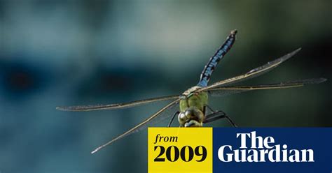 Dragonflies In Danger Of Extinction Seek Sanctuary At New Rescue Centre